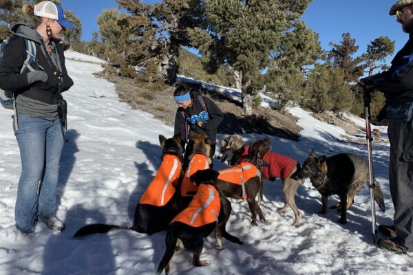 dog outdoor adventure trips