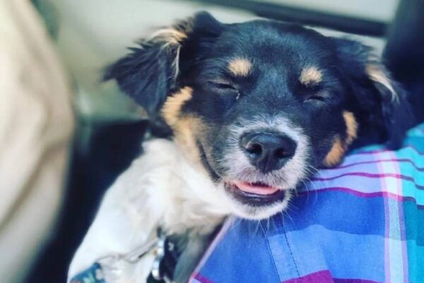 puppy socialization training