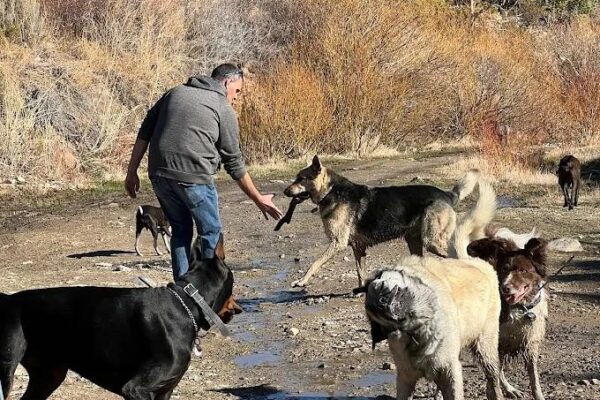 daycare for dogs in Las Vegas