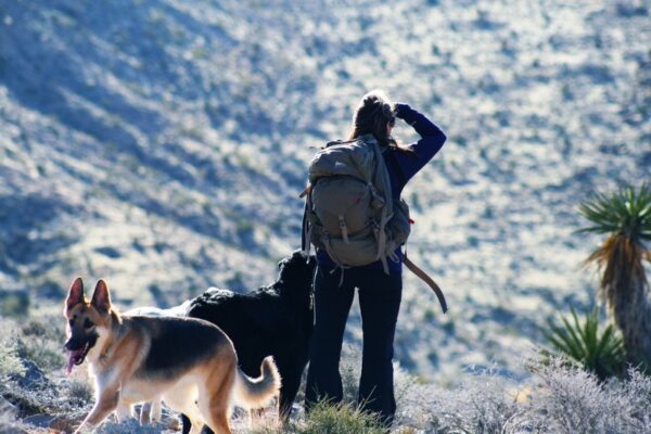 dog hiking services