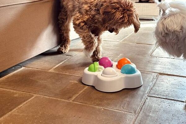 dog fitness and exploration