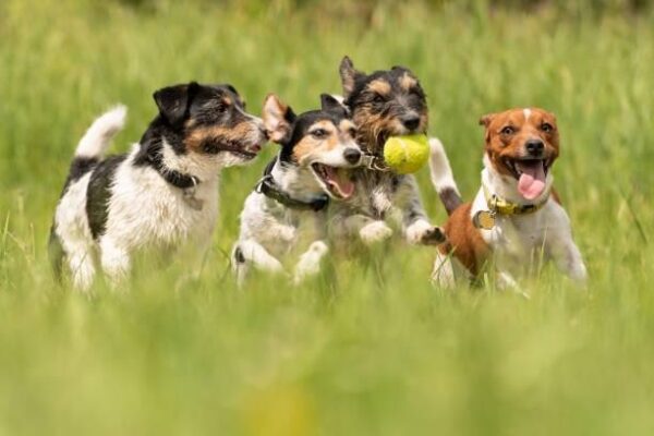 Dog exercise