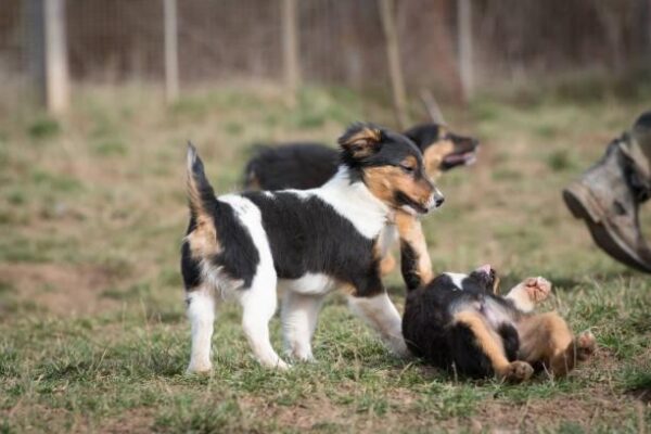 Puppy Keeps Biting