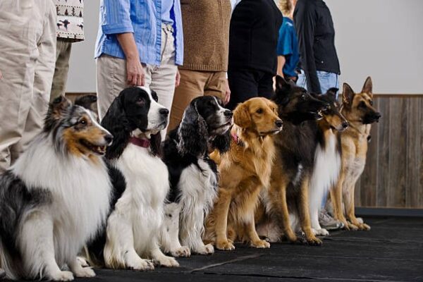 Dog Needs Professional Training