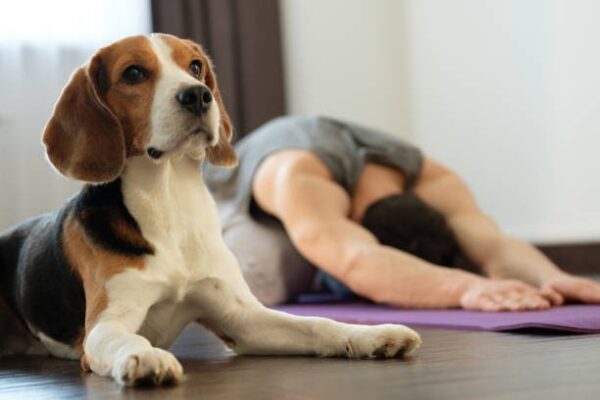 Indoor Exercise for Dogs
