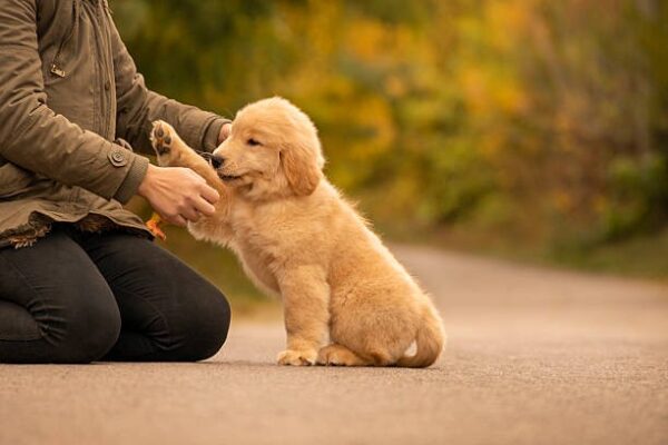 Puppy Training